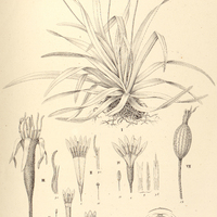 8. I. VELLOSIA caruncularis. II. BARBACENIA luzulaefolia. III. Vandellii. IV. coccinea. V. Gardneri…