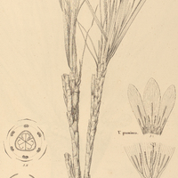 9. VELLOSIA gracilis.