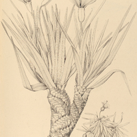 10. VELLOSIA I. compacta, II. brevifolia.