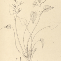 11. EICHHORNIA tricolor.