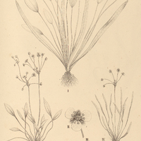 13. I. HYDROCLEIS parviflora, II. ALISMA tenellum. III. ALISMA echinocarpum, IV. A. ellipticum.