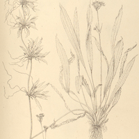 14. ALISMA intermedium.