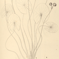 15. I. SAGITTARIA Seubertiana. II. SAGITTARIA Sellowiana.