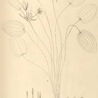 16. I. HYDROCLEIS Martii. II. SAGITTARIA acutifolia.