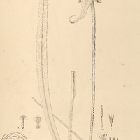 17. RAPATEA I. pycnocephala, II. paludosa.