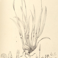 18. I. SCHOENOCEPHALIUM arthropyllum, II. SPATHANTUS unilateralis.