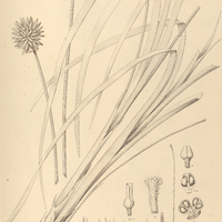 19. SCHOENOCEPHALIUM Martianum.