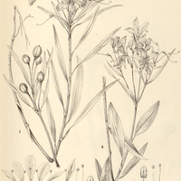 20. ALSTROEMERIA I. foliosa, II. longistaminea.
