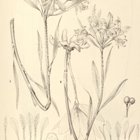 21. ALSTROEMERIA I. monticola, II. plantaginea.