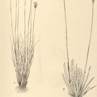 22. XYRIS I. arescens, II. strobilifera.