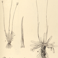 23. XYRIS I. nubigena, II. rupicula, III. plantaginea.