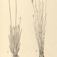 24. XYRIS I. blepharophilla, II. tortula.