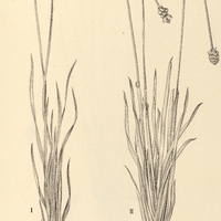 25. XYRIS I. lomatophilla, II. schizachne.