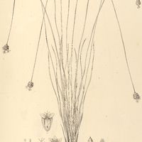 26. XYRIS lacerata.