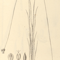 27. XYRIS graminosa.