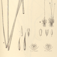 28. XYRIS I. consanguinea, II. Hystrix, III. tenella.