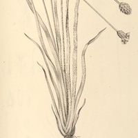 29. XYRIS I. laxifolia, II. rigida.