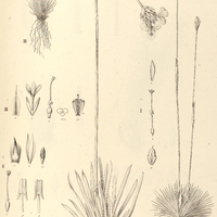30. ABOLBODA I. brasiliensis, II. Poarchon, III. Pöppigii.