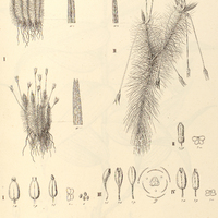 31. MAYACA I. Sellowiana, II. longipes, III. Vandellii, IV. Kunthii.