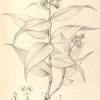 32. DICHORISANDRA I. thyrsiflora, II. tejucensis.