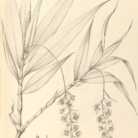 33. DICHORISANDRA penduliflora.