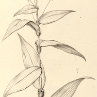 34. TRADESCANTIA effusa.