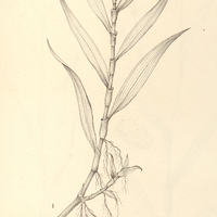 35. DITHYROCARPUS I. glabratus, II. glandulosus. III. CALLISIA delicatula.