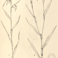 36. COMMELINA I. Sellowiana, II. Pohliana, III. orgaria.
