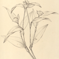 37. COMMELINA I. Martiana, II. elegans.