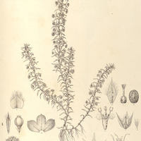 38. I. TONINA fluviatilis, II. PHILODICE Hoffmannseggii var. ? compacta.