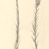 39. PAEPALANTHUS (Dimerantus) speciosus. ¼ magn. nat.