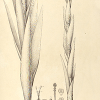 40. PAEPALANTHUS (Dimeranthus) speciosus.