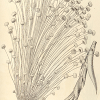 41. PAEPALANTHUS (Dimeranthus) speciosus.