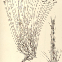 42. PAEPALANTHUS (Dimeranthus) amoenus.