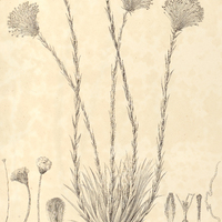 43. PAEPALANTHUS (Actinocephalus) Claussenianus.