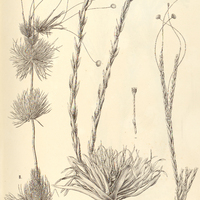 44. I. PAEPALANTHUS (Actinocephalus) brasiliensis, II. P. (Andraspidopsis) verticillatus III. …