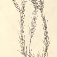 45. PAEPALANTHUS (Actinocephalus) falcifolius.