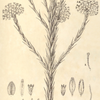 46. PAEPALANTHUS (Actinocephalus) I. ithyphyllus, II. Hilairei.