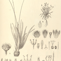 47. PAEPALANTHUS I. (Xeractis) lanato albus. II. (Eupaepalanthus) myocephalus.