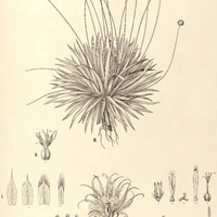 48. PAEPALANTHUS (Eupaepalanthus) I. sessiliflorus, II. microphyllus, III. blepharocnemis var. ?.
