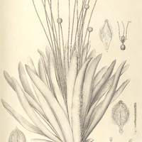 49. PAEPALANTHUS (Eupaepalanthus) Regelianus.