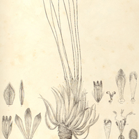 50. PAEPALANTUS (Eupaepalanthus) Klotzschianus.