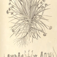 51. PAEPALANTHUS (Platycaulon) I. melaleucus, II. vellozioides.