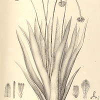 52. PAEPALANTUS (Platycaulon) planifolius.