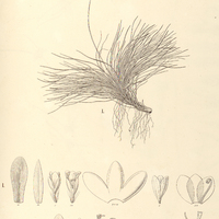 53. PAEPALANTHUS (Lophophyllum) I. fluitans, II. capillaceus, III. P. (Stephanophyllum) propinquus.