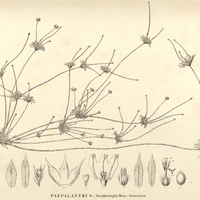 54. PAEPALANTHUS (Stephanophyllum) luxurians.