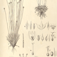 55. PAEPALANTHUS I. (Trichocalyx) pilulifer, II. (Psilocalyx) nubigena, III. (Trichocalyx)…