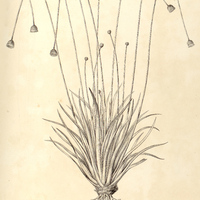 56. PAEPALANTHUS (Thysanocephalus) xeranthemoides.
