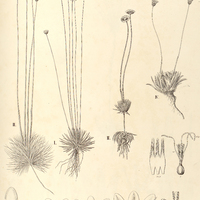 57. PAEPALANTHUS I. (Eulepis) niveus, II. (Andraspidopsis) anthemidiflorus, III. laricifolius, IV. …