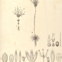 58. PAEPALANTHUS (Andraspidopsis) I. fertilis, II. Steudelianus.